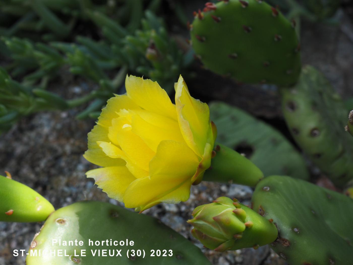 Eastern Prickly Pear flower